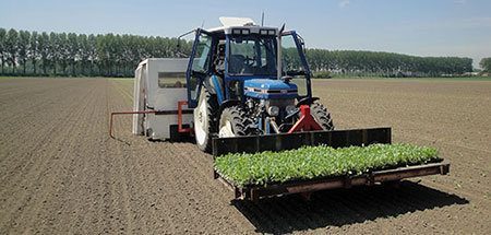 het biologische bedrijf dhaens in hulst plant kolen