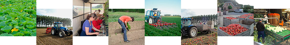 process van het planten tot en met het oogsten van de groenten