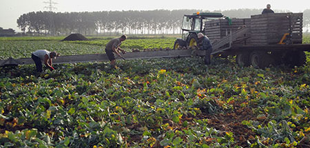 het biologische bedrijf dhaens in hulst oogst pompoenen